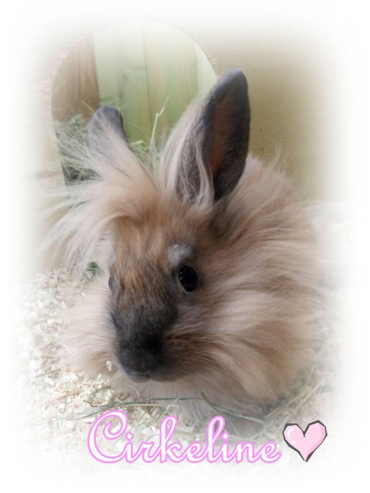 Kanin Cirkeline | PB - Tidl. kanin. - Et redigert billede. billede 2