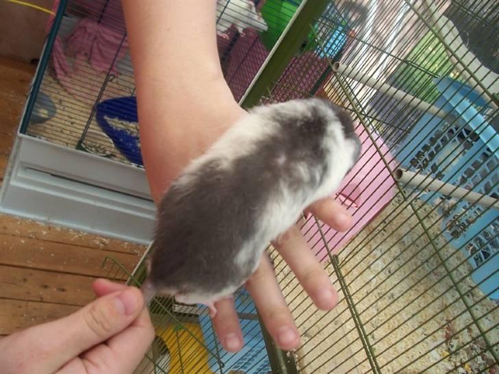 Tamrotte Røntveds Cupido RIP billede 2