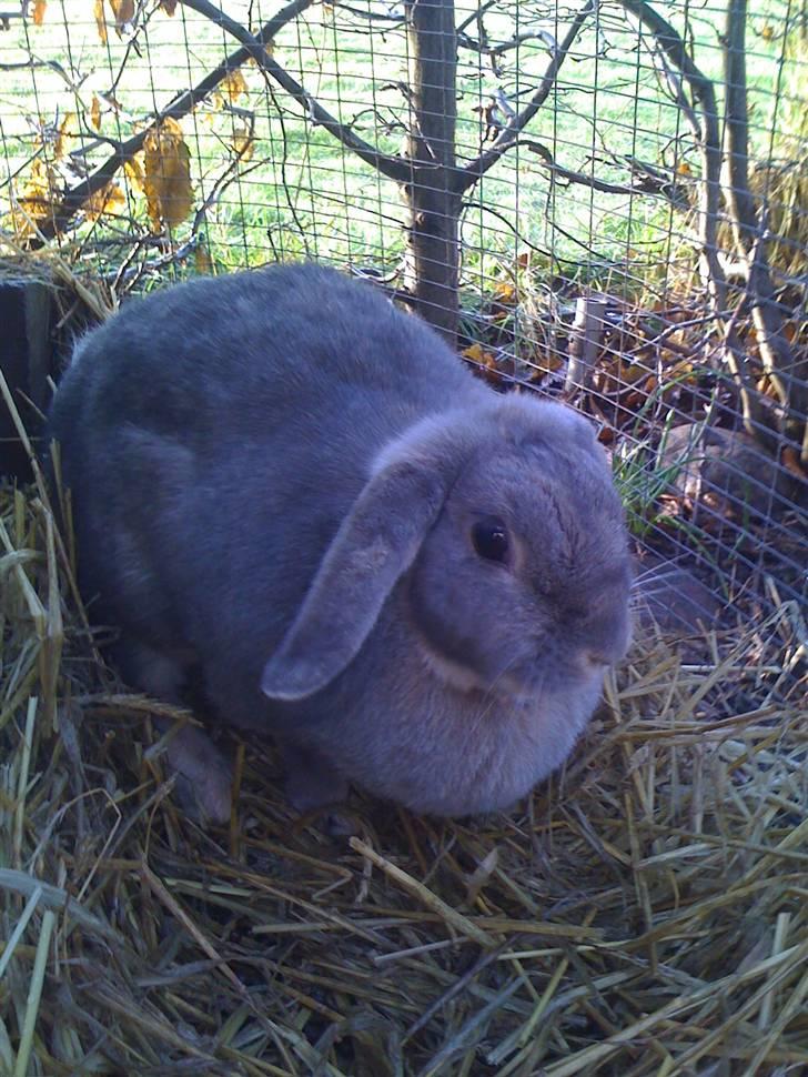 Kanin Perle - Perlen billede 2