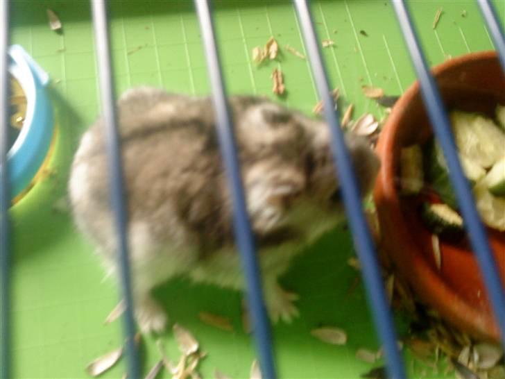 Dværghamster jack billede 3