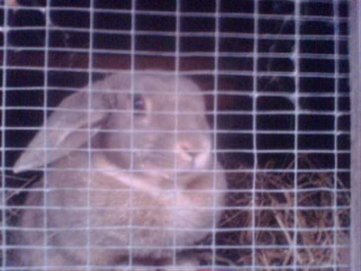 Kanin Perle - Spiseren ;) billede 3