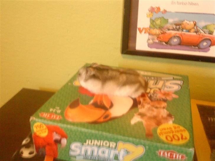 Dværghamster jack billede 4