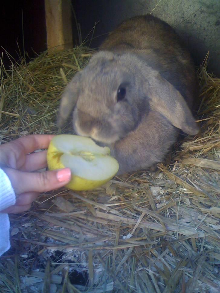 Kanin Perle - Og atter.. spisekanin :D billede 4