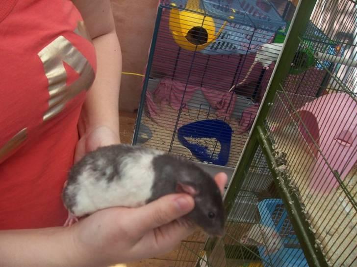 Tamrotte Røntveds Cupido RIP billede 3