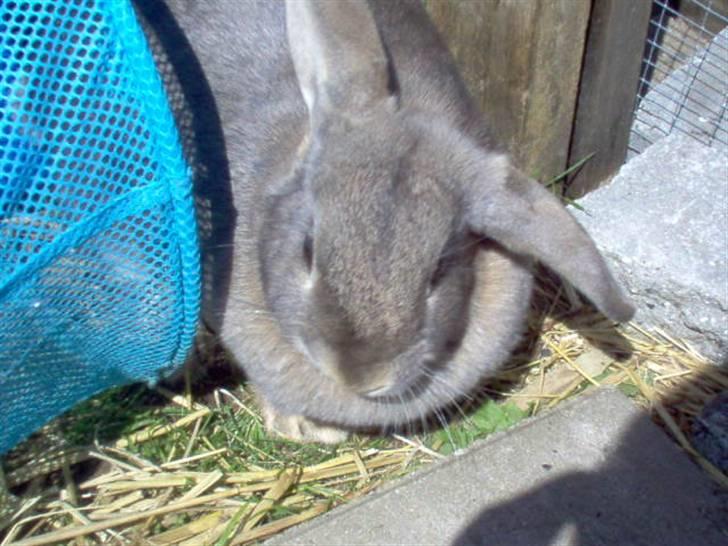 Kanin Perle - Nyder soløjeblikket ;) billede 5