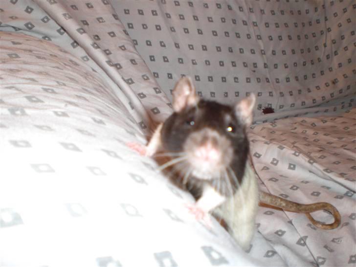 Tamrotte Yui RIP - 6/3-09 billede 5