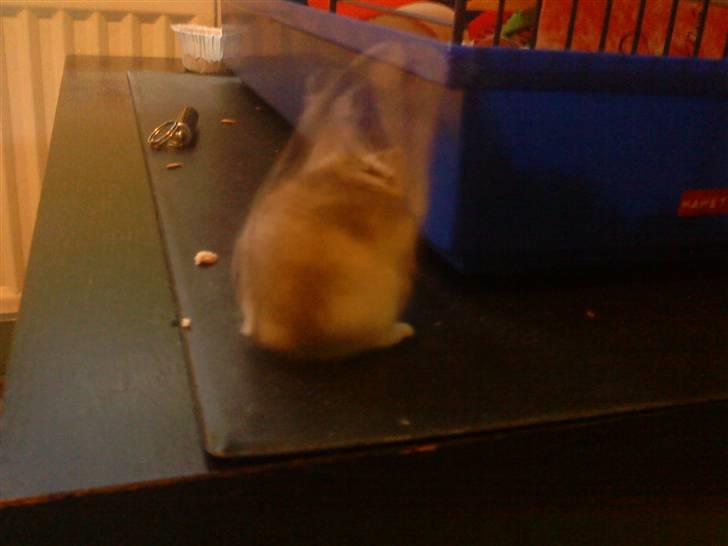 Dværghamster jack billede 5