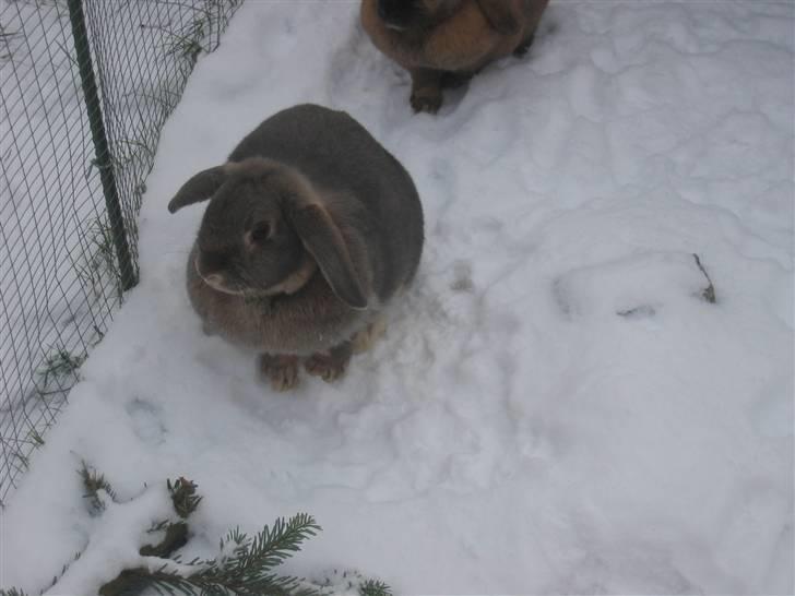 Kanin Perle - I sne :) billede 6