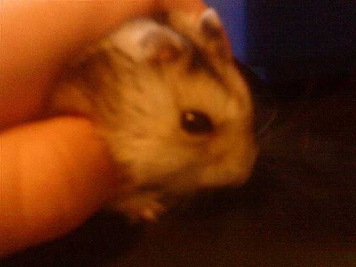 Dværghamster jack billede 6