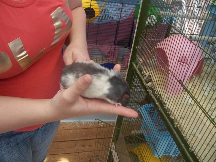 Tamrotte Røntveds Cupido RIP billede 4