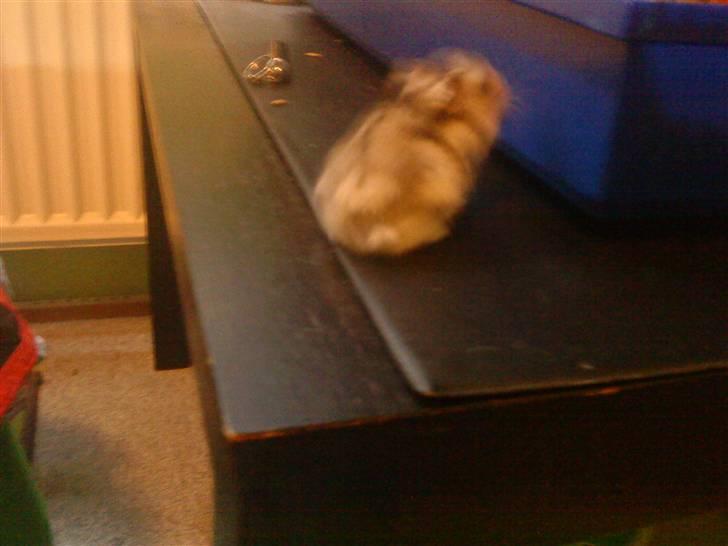 Dværghamster jack billede 7