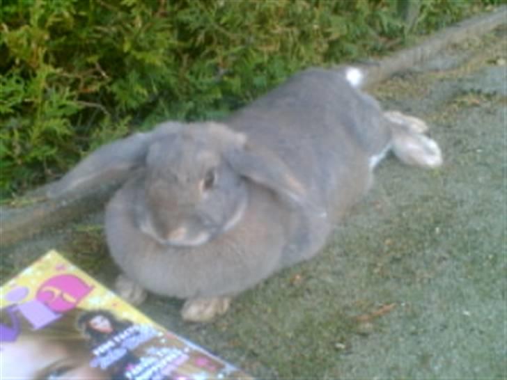 Kanin Perle billede 7