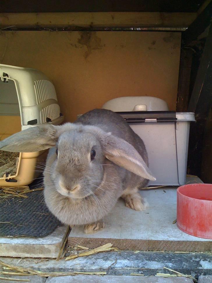 Kanin Perle billede 8