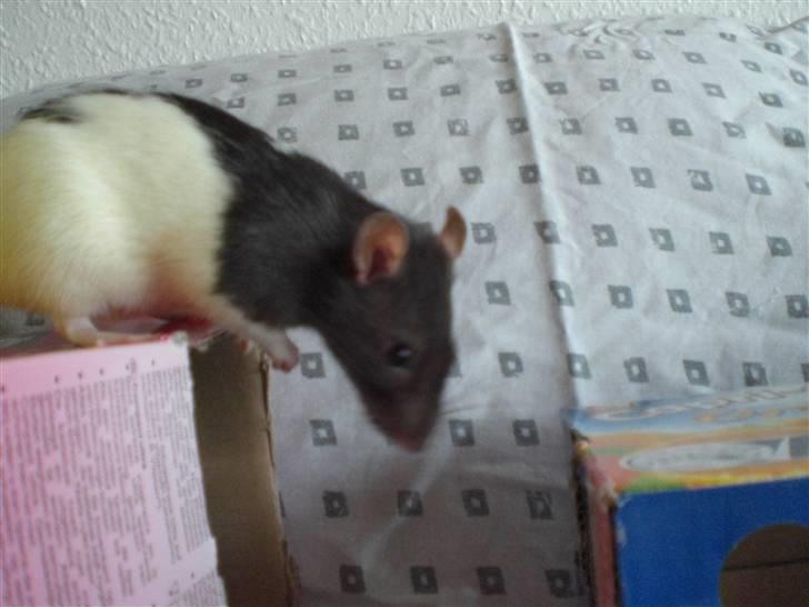 Tamrotte Yui RIP - 19/7-09 billede 6