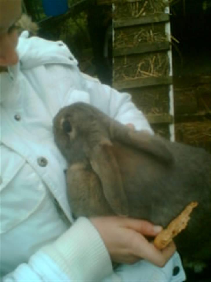 Kanin Perle billede 9