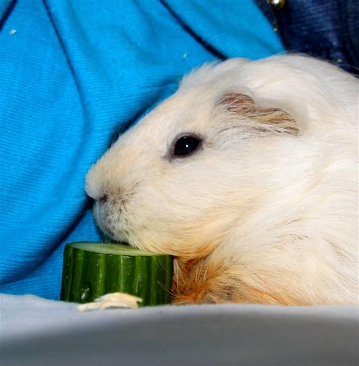 Marsvin Müsly - Grølle - 8; Min smukke pige. Foto: MC billede 8