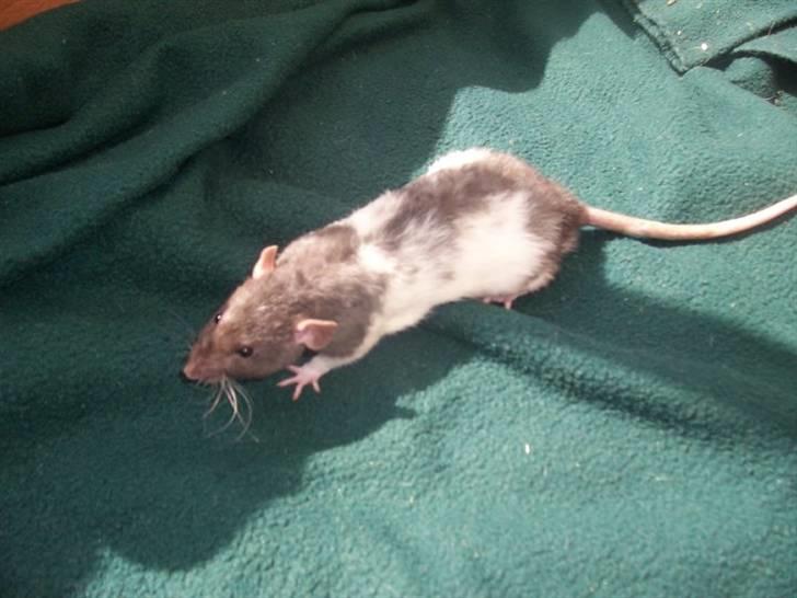 Tamrotte Røntveds Cupido RIP billede 5