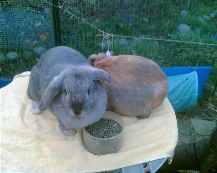 Kanin Perle billede 10