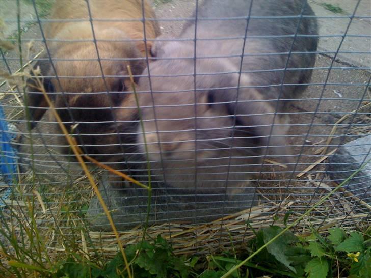 Kanin Perle billede 11