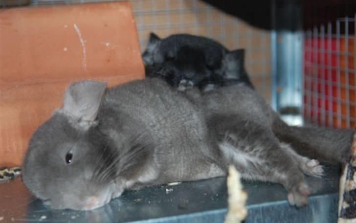 Chinchilla Hilltops Diana - SPLAAT! sammen med søster, Franza billede 7