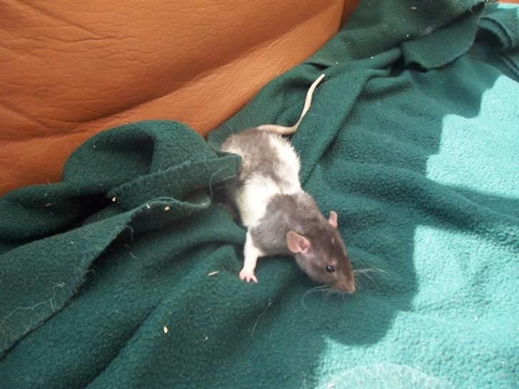 Tamrotte Røntveds Cupido RIP billede 6