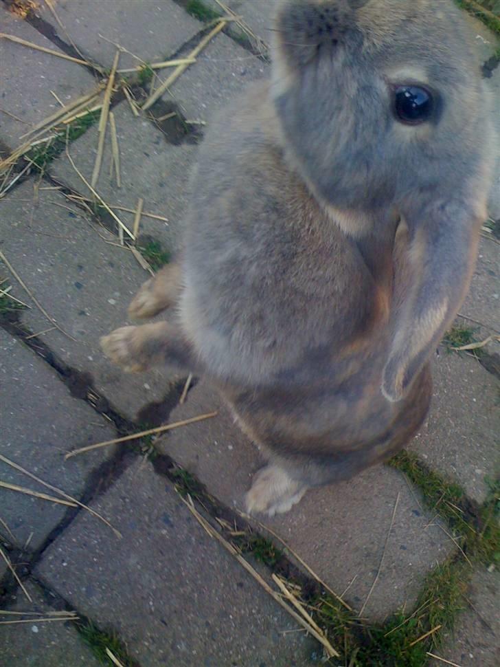 Kanin Perle billede 12