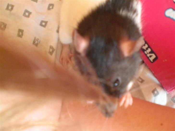 Tamrotte Yui RIP - 19/8-09 billede 7