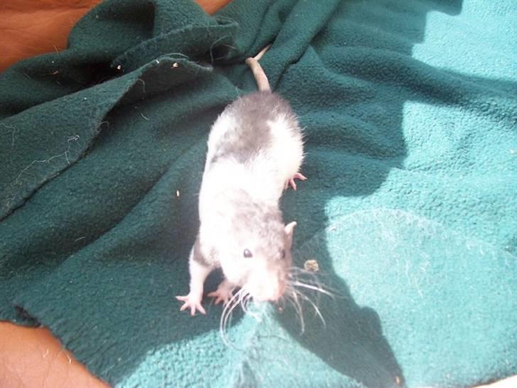 Tamrotte Røntveds Cupido RIP billede 7