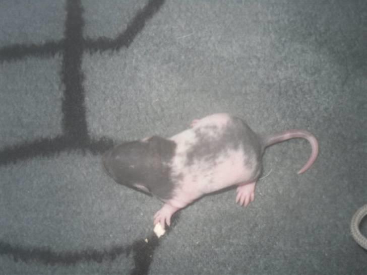 Tamrotte Røntveds Cupido RIP billede 8