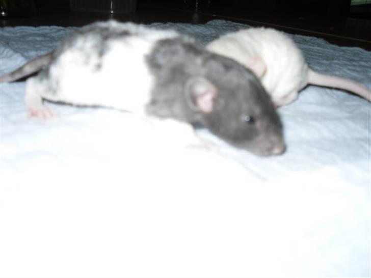 Tamrotte Røntveds Cupido RIP billede 9