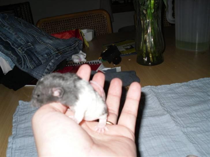 Tamrotte Røntveds Cupido RIP billede 10