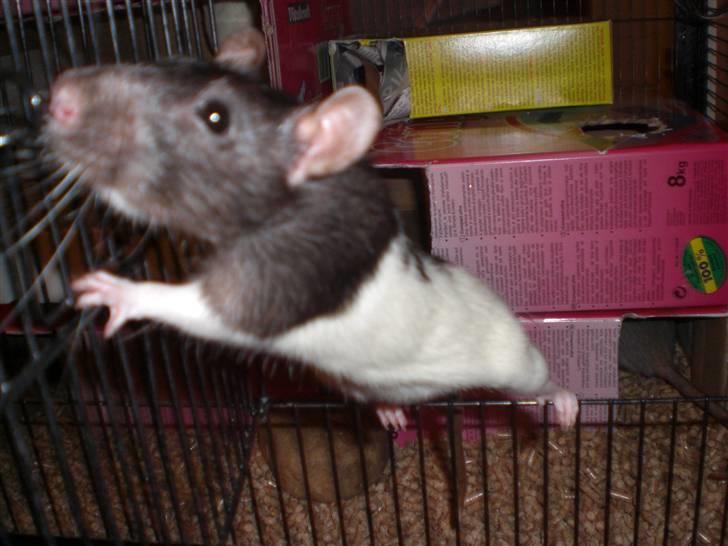 Tamrotte Yui RIP - 23/10-09 billede 8