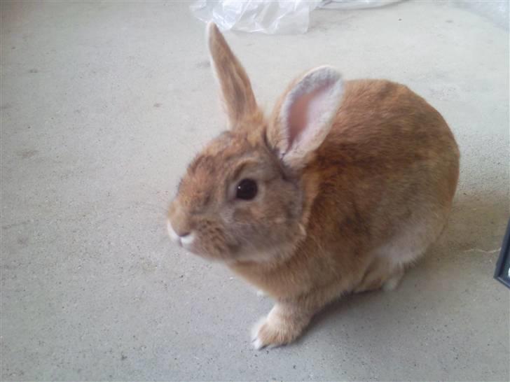 Kanin gucci billede 2