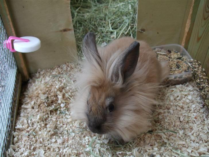 Kanin Cirkeline | PB - Tidl. kanin. - 1 august ..  <3 OBS OBS !!! Jeg arbejder på at få flere billeder ind men den bliver ved med at sige - Syntonic(vist nok) Error og viser jeg ikk kan være på siden .. : ( billede 3