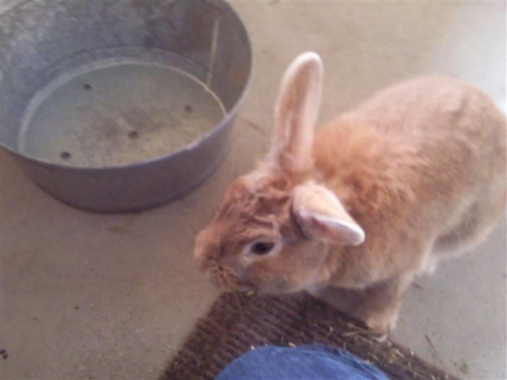 Kanin gucci billede 3