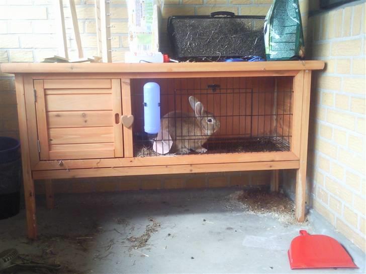 Kanin gucci billede 4