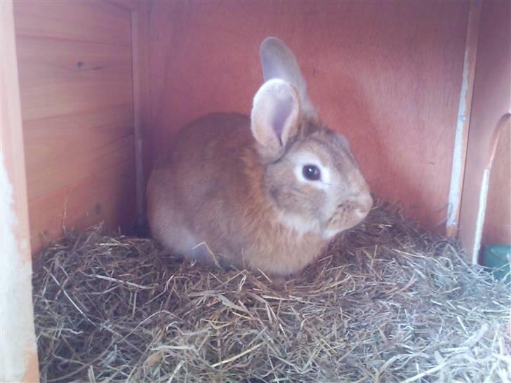 Kanin gucci billede 5