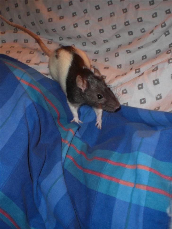 Tamrotte Yui RIP - 9/11-09 billede 9