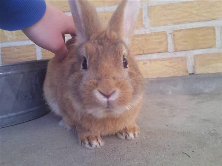 Kanin gucci billede 7