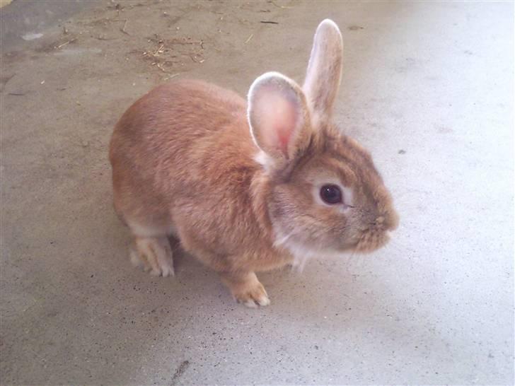 Kanin gucci billede 8