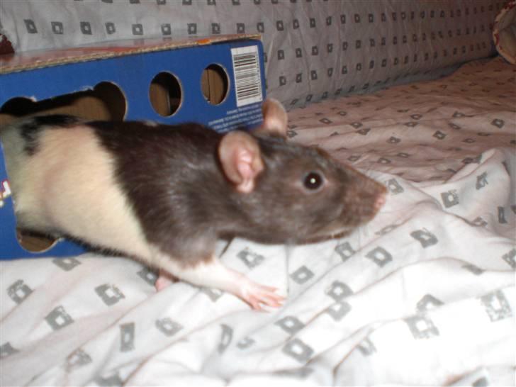 Tamrotte Yui RIP - 29/11-09 billede 10