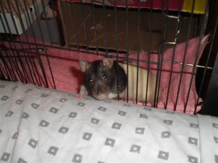 Tamrotte Yui RIP - 16/2-10 billede 11