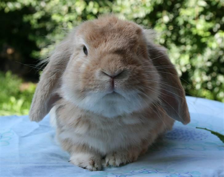 Kanin Fluffy RIP billede 1