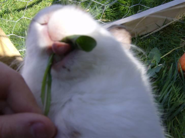 Kanin Bødkergården's Ninus - fra 2007 billede 12