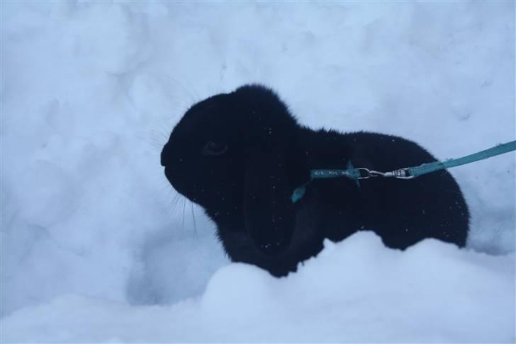 Kanin Polét - velkommen til Polét´s profil. Her i sneen d. 29 november 2010. billede 1