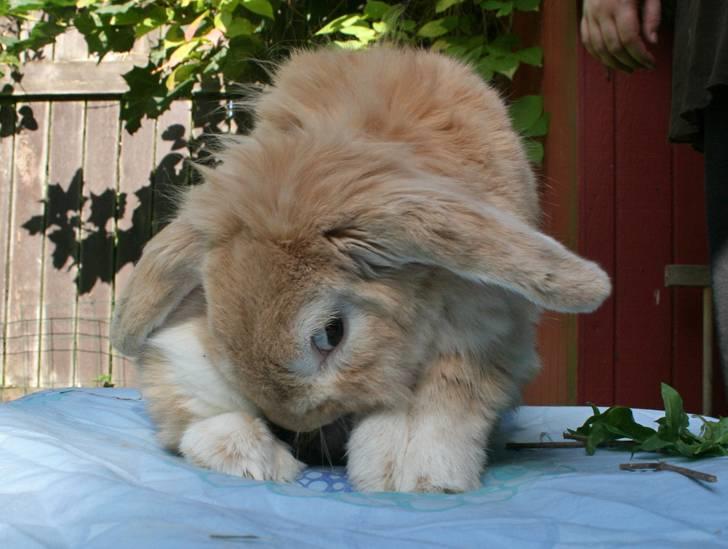 Kanin Fluffy RIP billede 4