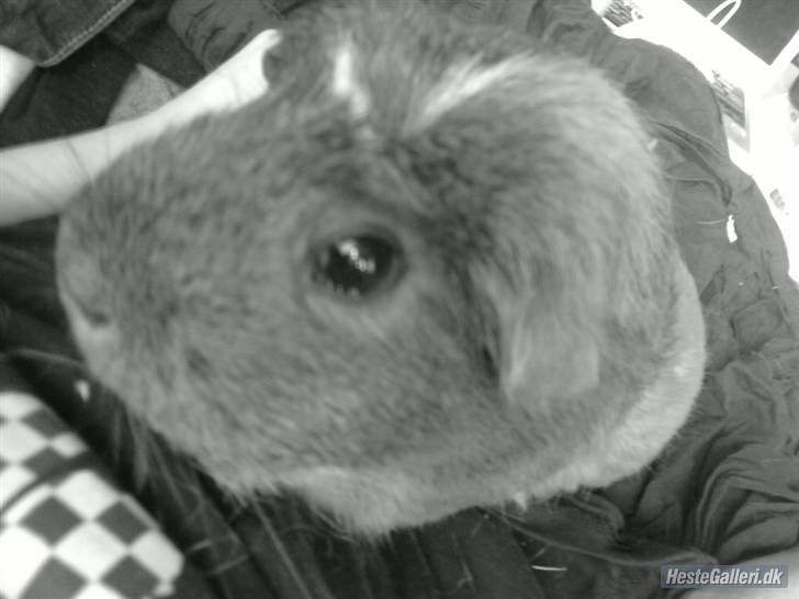 Marsvin stjerneskud billede 1