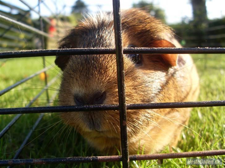 Marsvin stjerneskud billede 4
