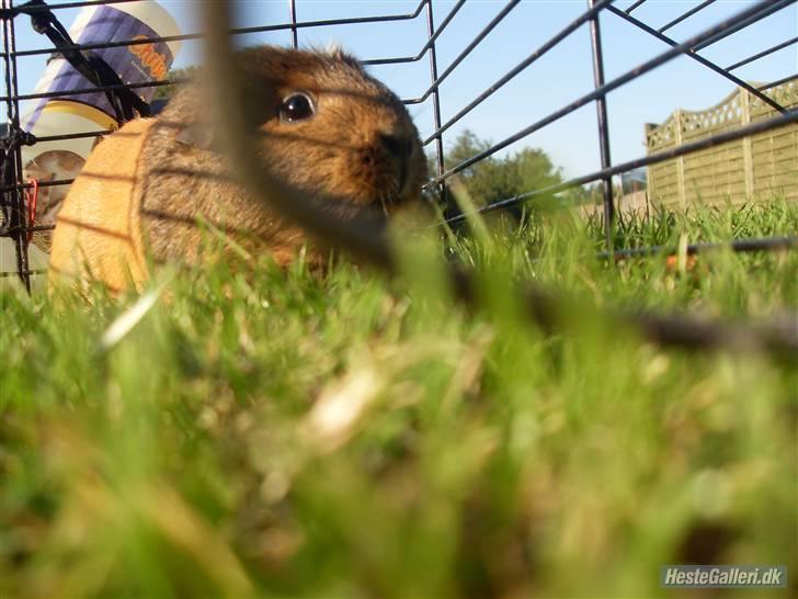 Marsvin stjerneskud billede 6