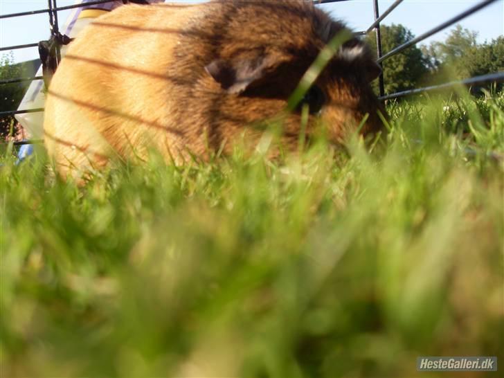 Marsvin stjerneskud billede 7